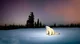 2026 polar bear