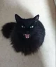 ChatCat
