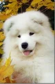 Fluffy dog