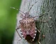 Brown Stink Bug