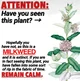 Milkweed