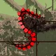 Red Centipede