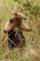 Anton the Anteater