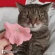 Flower Cat