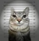 Criminal Cat