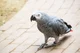 African Grey Parrot