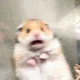 Hamster Scared