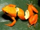 Orange Peel Frog