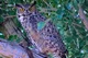 Great Horned Owl