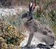 Jackrabbit 