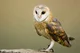 BARN OWL