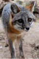 Gray fox
