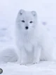Arctic fox