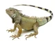 Iguana 