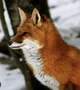 Red fox