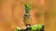 Pineapple Owl
