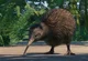 brown Kiwi