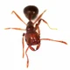 Fire ant 4443433