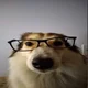 MisterDoggie