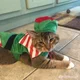 Christmas cat