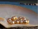Golden Sea Pearl
