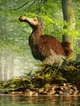 Dodo Bird 