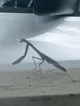 Robotic mantis