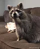 A raccoon