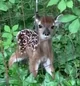 A Baby deer