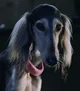 Ivy Saluki