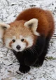 Red pandas 