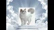 Angelic White Cat