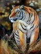 Female Tiger