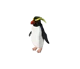 Rockhopper Penguin