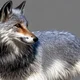 Silver fox