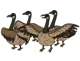 Geese