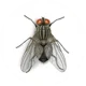 House Fly 1111111111