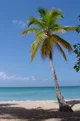 Palmtree
