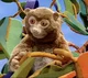 Lulu the Potto