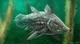 African Coelacanth