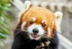 Red panda