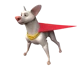 krypto the superdog