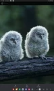 2 baby owls