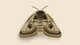 MOTH 