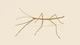 WALKING STICK BUG