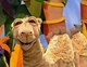Doreen the Camel