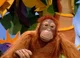 Jackie the Orangutan