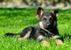 German sheperd