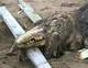 SCP-682