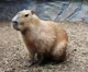 Capybara boi